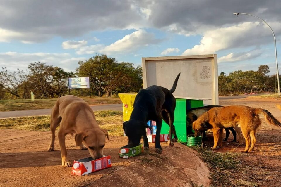 Moradora do Gama cria projeto que cuida de animais de rua