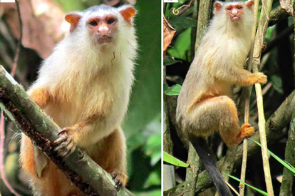 Nova espécie de macaco brasileiro