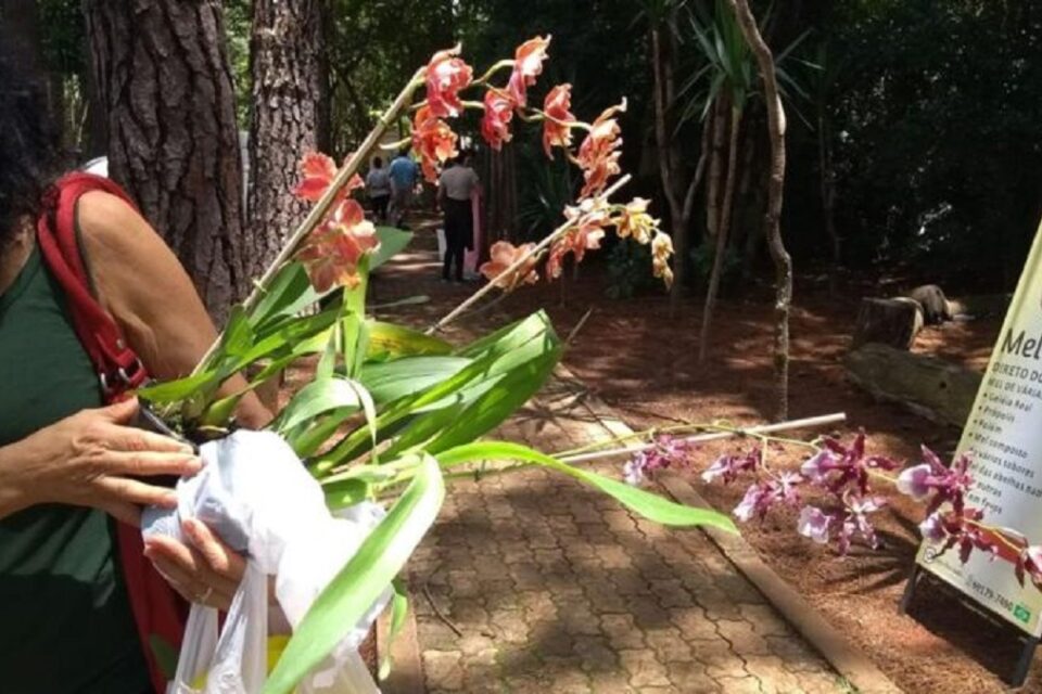 Feira de orquídeas