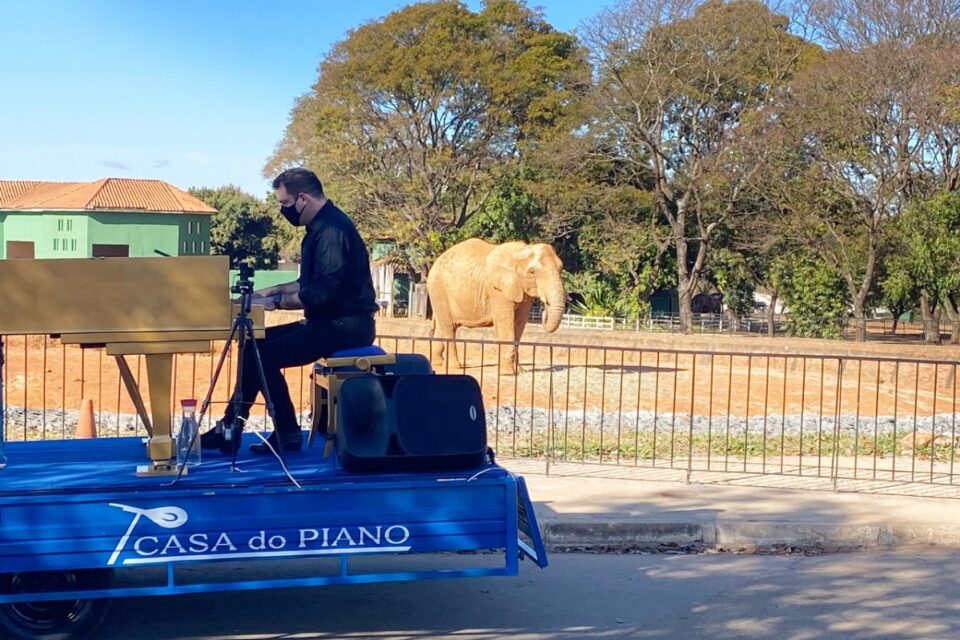 Pianista no Zoo de Brasília